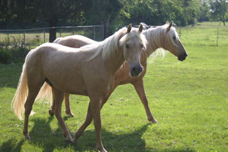Ivory Coast Baron, Half Arab (pictured in front) Ivory Coast Princess, Tennessee Walker (pictured in back)